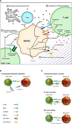 From barriers to novel strategies: smarter CAR T therapy hits hard to tumors